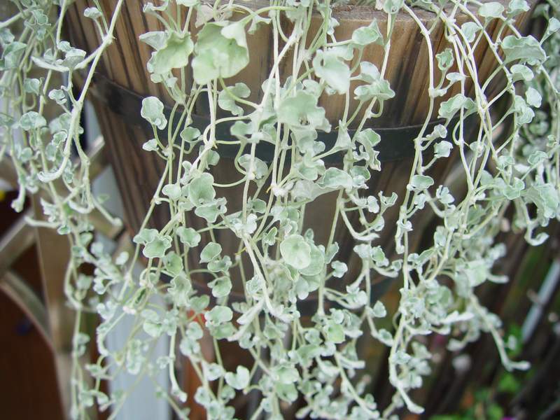 ����,�����������ݱ�ƪ