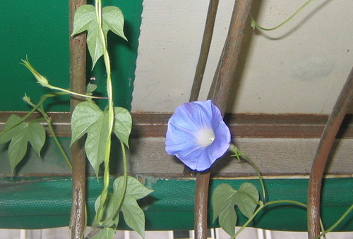 �ﲥҲ���......P13