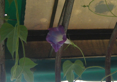 �ﲥҲ���......P13