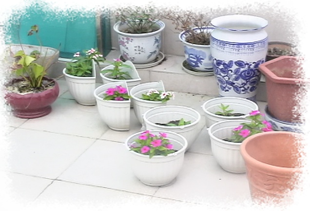 �Ҽҵ�����^..^