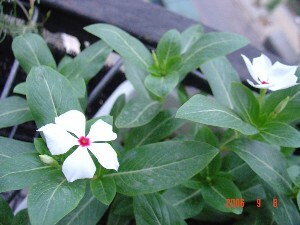 ��(��ʵ����)���ĳɹ�(��������!)