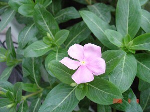 ��(��ʵ����)���ĳɹ�(��������!)