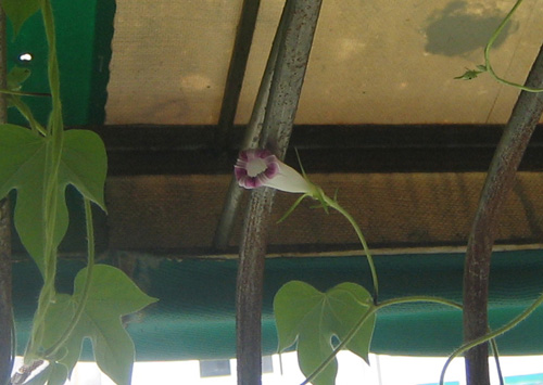 �ﲥҲ���......P13