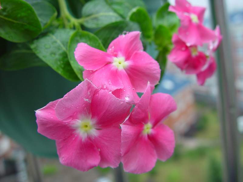 ����,�����������ݱ�ƪ