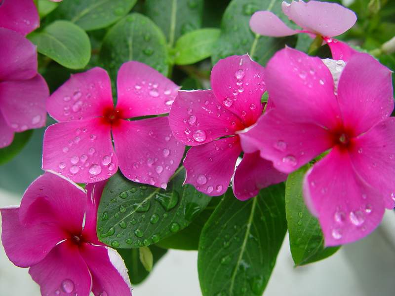 ����,�����������ݱ�ƪ