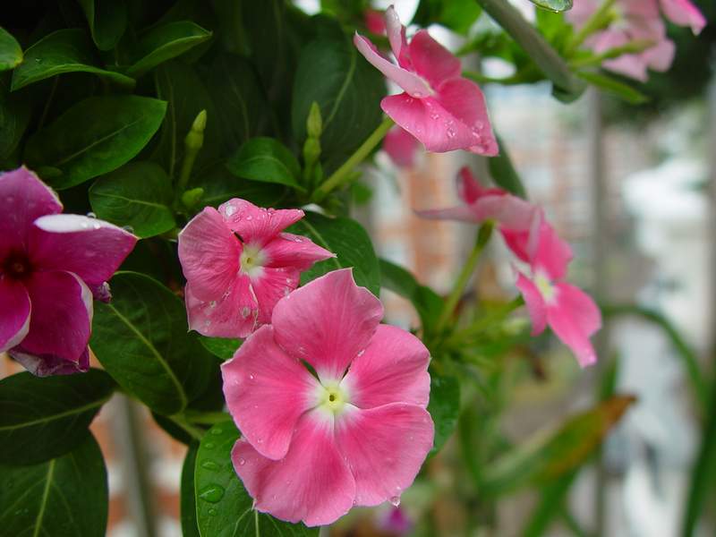 ����,�����������ݱ�ƪ