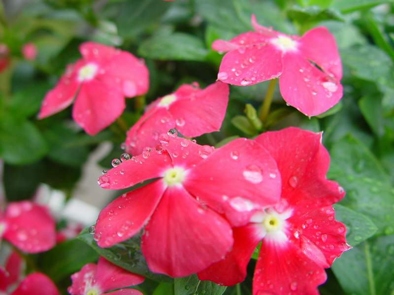 ����,�����������ݱ�ƪ