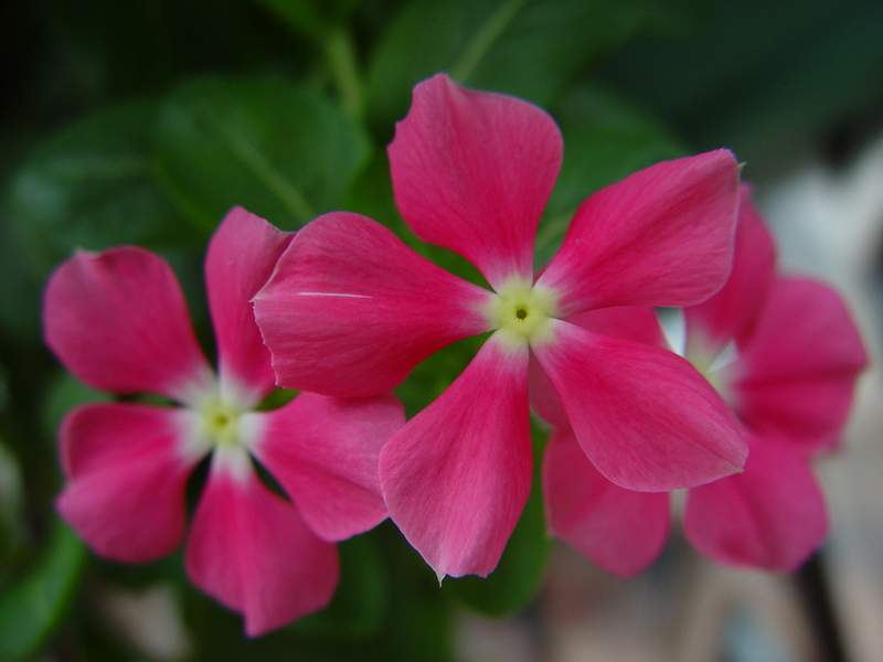 ����,�����������ݱ�ƪ