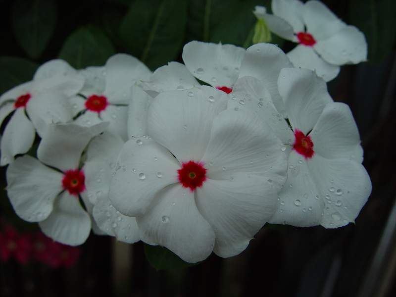 ����,�����������ݱ�ƪ