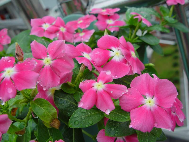 ����,�����������ݱ�ƪ