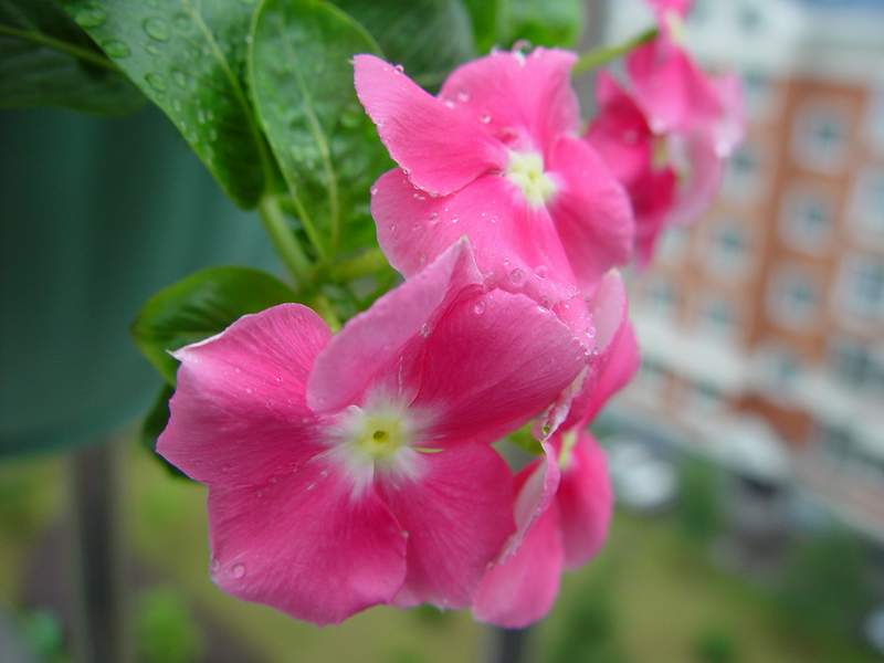 ����,�����������ݱ�ƪ