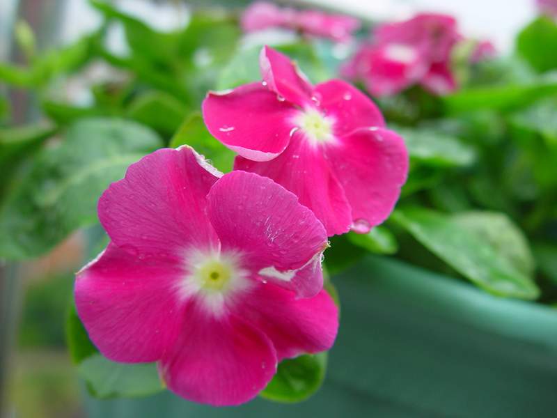 ����,�����������ݱ�ƪ