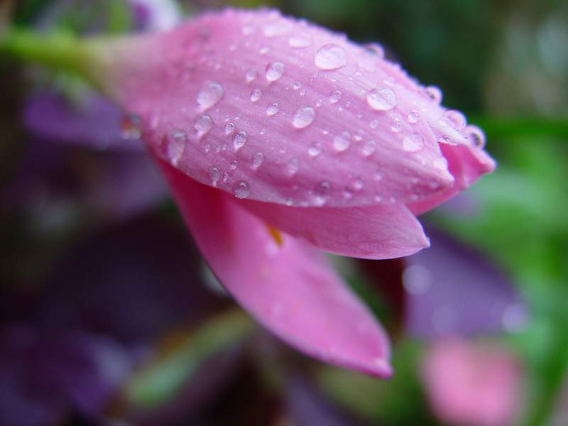 ����,�����������ݱ�ƪ