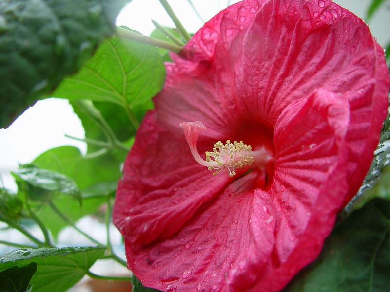 ����,�����������ݱ�ƪ