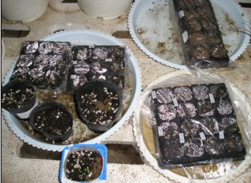 ���ֲ������ܵĴ�����ɫ���ͻ����