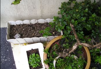 ������������������ˣ��Ա�����Ҷ������