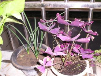 �컨ʯ�����Ҷ�m����