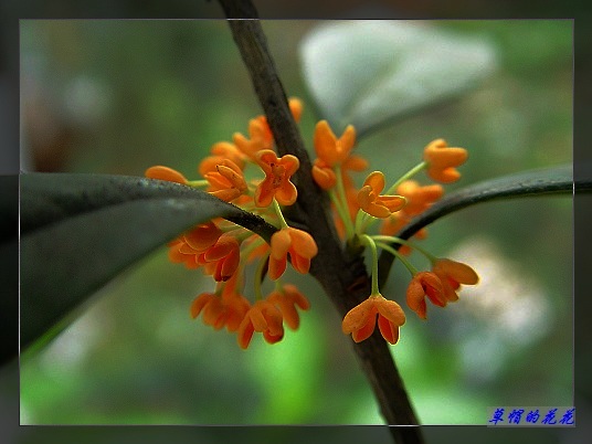 �żһ�԰2005-10 001.jpg