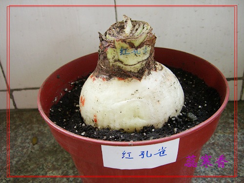CIMG4827-.jpg