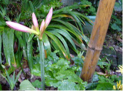 ���Կ�4��Ӵ