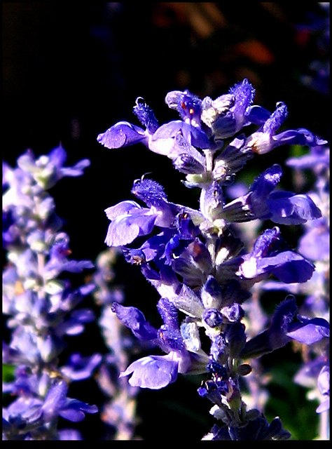 IMG_8554���� 1.jpg