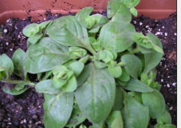 ��ţ���кܶ�