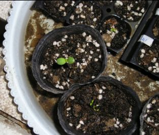 ��������ɫ�����2�ܷ�ѿ8��