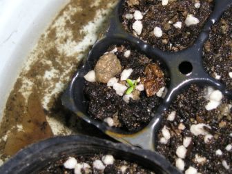 ���������ǲ�2�ܷ�ѿ2��