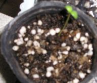 ������֮��ɫ���