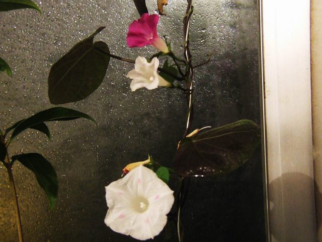 ������С DSCF0005.jpg