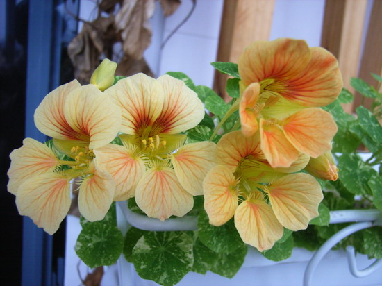 ����MM�ĺ�����,����һ�¹�~