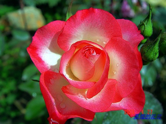 ��Щͼ���°淢��