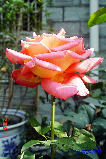 û�ĳ�������