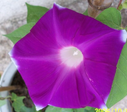 �ϴ��ױ�ţ10.7.jpg