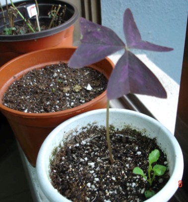 ˳������,����