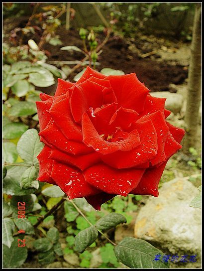 �żһ�԰2006 198.jpg