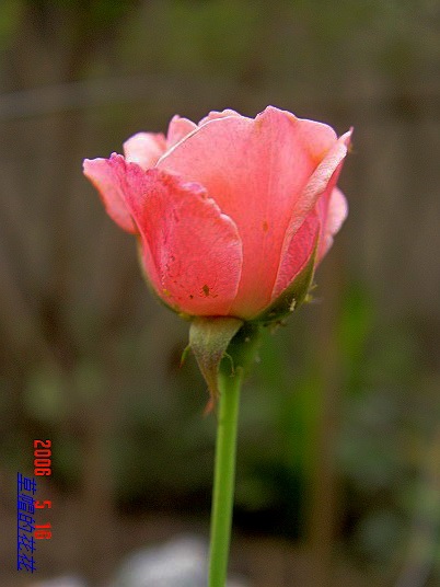 �żһ�԰2006 297.jpg