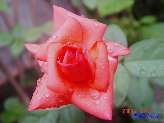 �żһ�԰2006 412.jpg