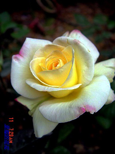 �żһ�԰2006 072.JPG