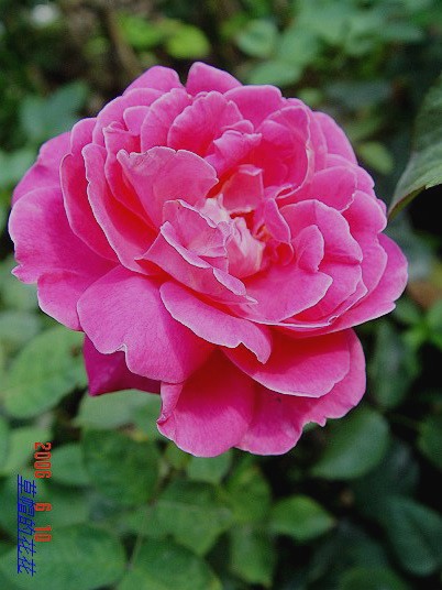 �żһ�԰2006 374.jpg