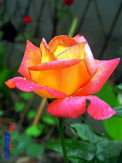 �żһ�԰2006 189.jpg