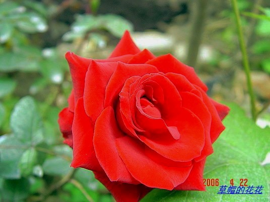 �żһ�԰2006 177.jpg