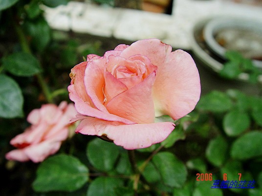 �żһ�԰2006 357.jpg