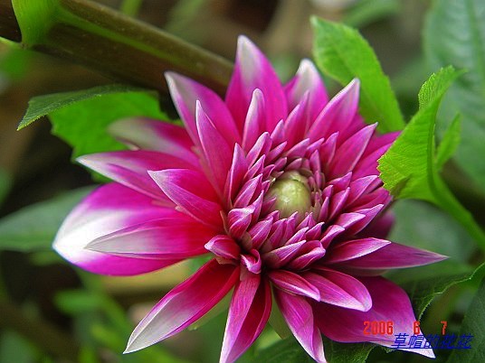 �żһ�԰2006 347.jpg