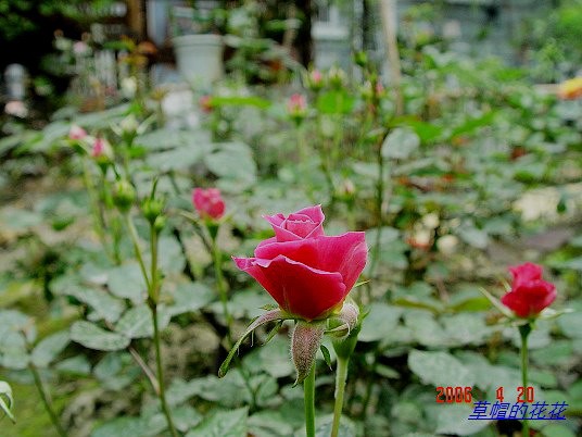 �żһ�԰2006 158.jpg