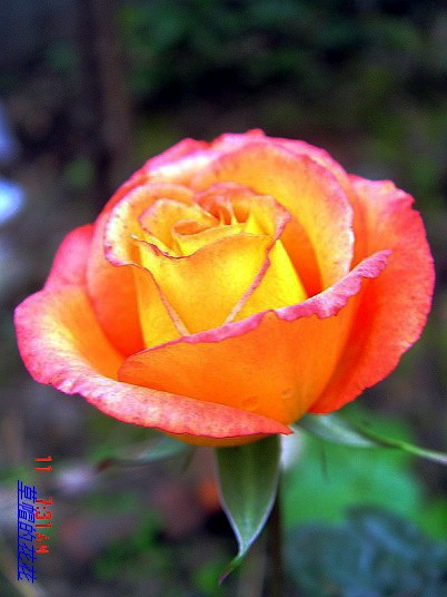 �żһ�԰2006 079.jpg