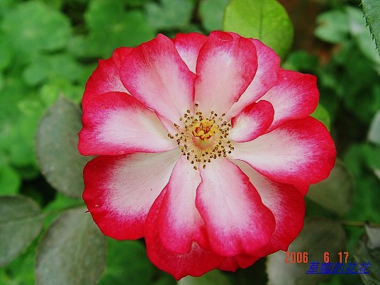 �żһ�԰2006 395.jpg