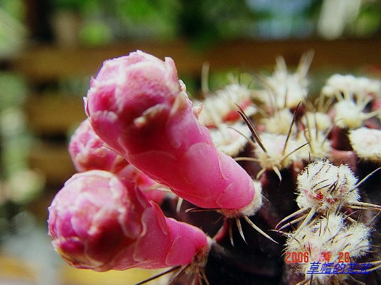 �żһ�԰2006 171.jpg