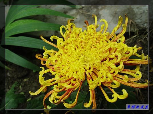 �żһ�԰2005-10 071.jpg