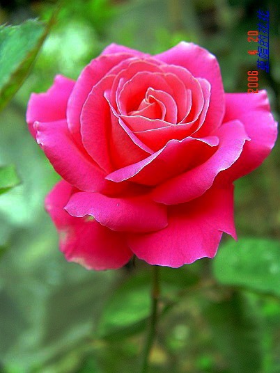 �żһ�԰2006 147.jpg